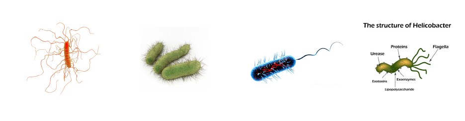 微生物介? /><br />
</span>
</p>
<p>
<span style=